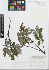 Foto von Salix glabra Scop.